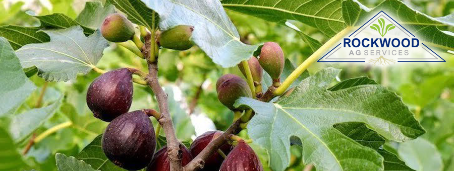 figs