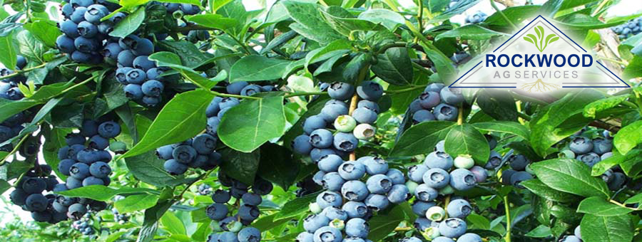 blueberries