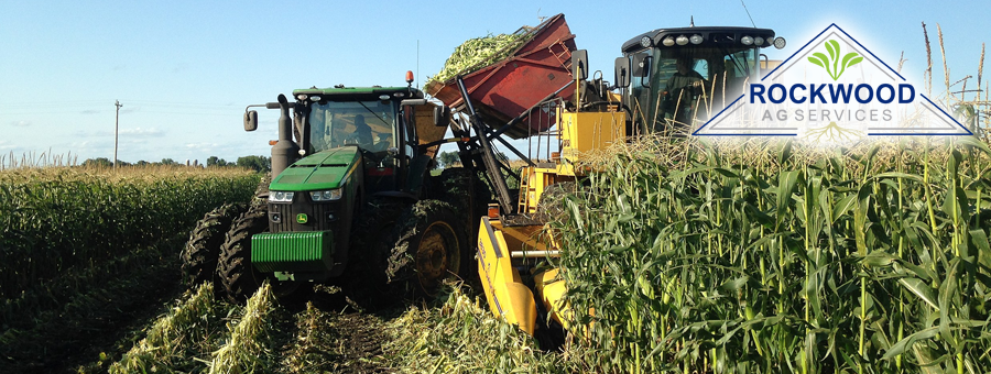 harvestingcorn