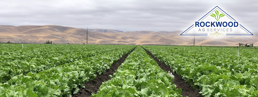 iceberglettuceharvest