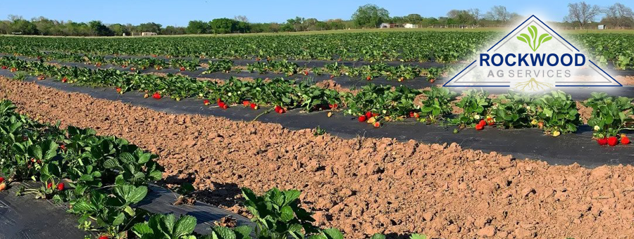 harvestingstrawberries