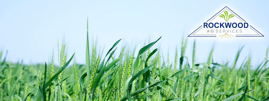 wheatharvest